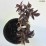 Sambucus nigra BLACK TOWER 'Eiffel 1' PBR