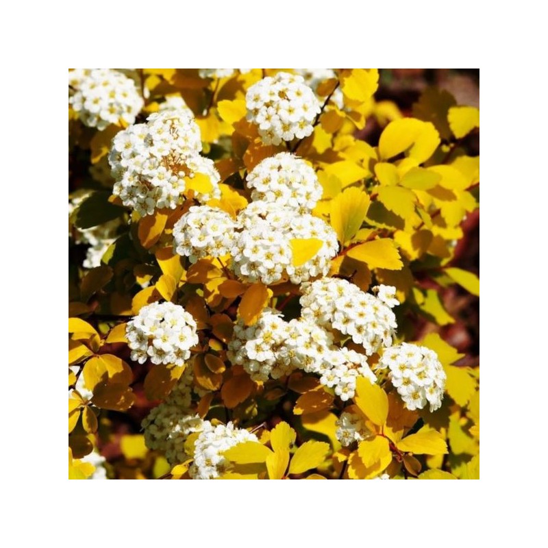 Spiraea ×vanhouttei 'Gold Fountain'