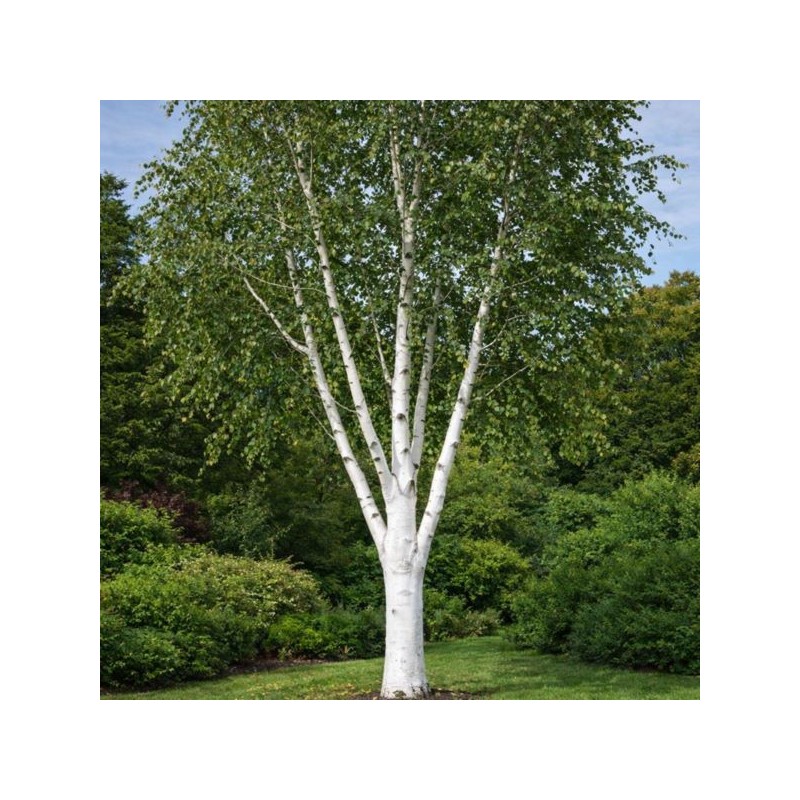 Betula utilis 'Doorenbos'