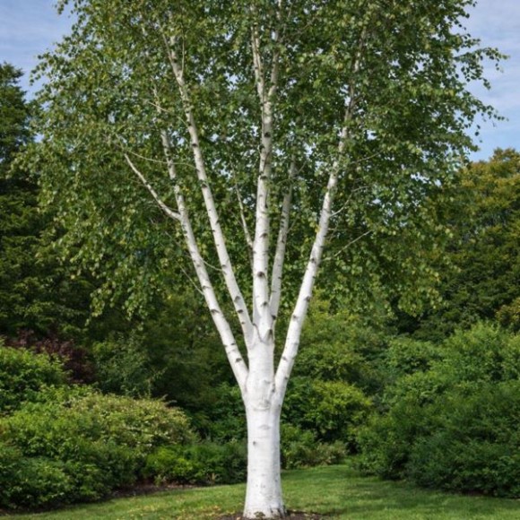 Betula utilis 'Doorenbos'
