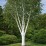 Betula utilis 'Doorenbos'
