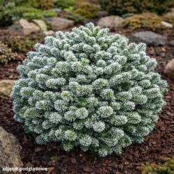Abies koreana 'Kohout's...