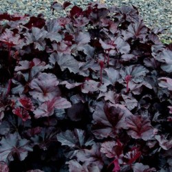 Heuchera 'Obsidian’ PBR