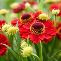 Helenium 'Ranchera' PBR