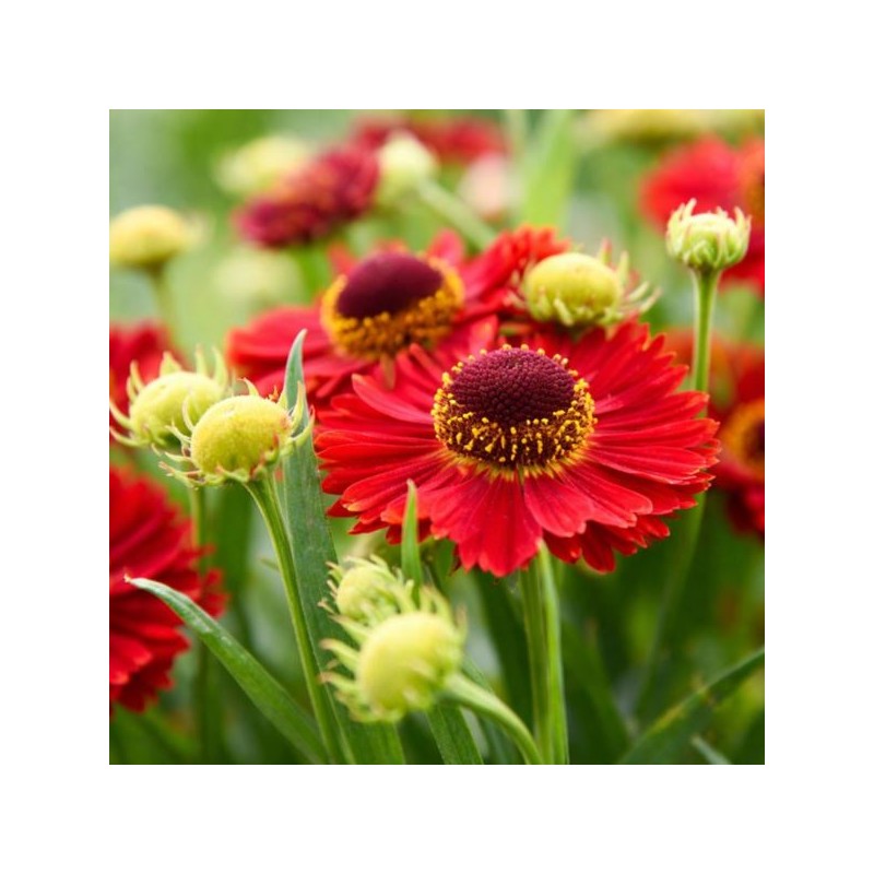 Helenium 'Ranchera' PBR