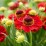 Helenium 'Ranchera' PBR