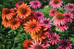 Echinacea 'Cheyenne Spirit'