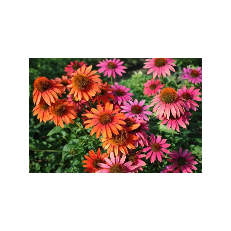 Echinacea 'Cheyenne Spirit'