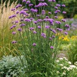 Verbena bonariensis