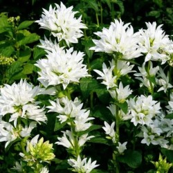 Campanula glomerata GENTI...