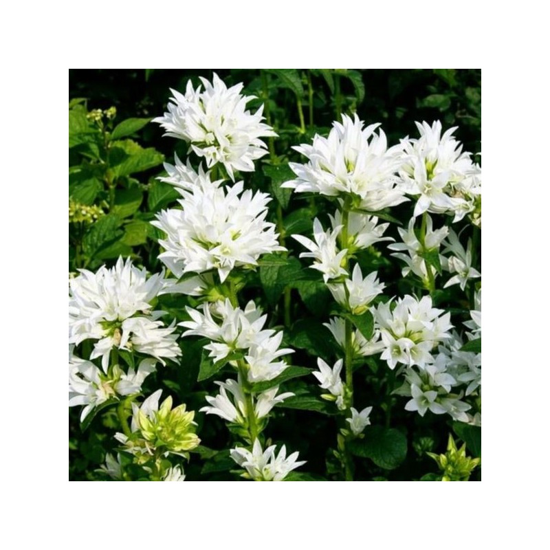 Campanula glomerata GENTI WHITE 'Allgentiw' PBR