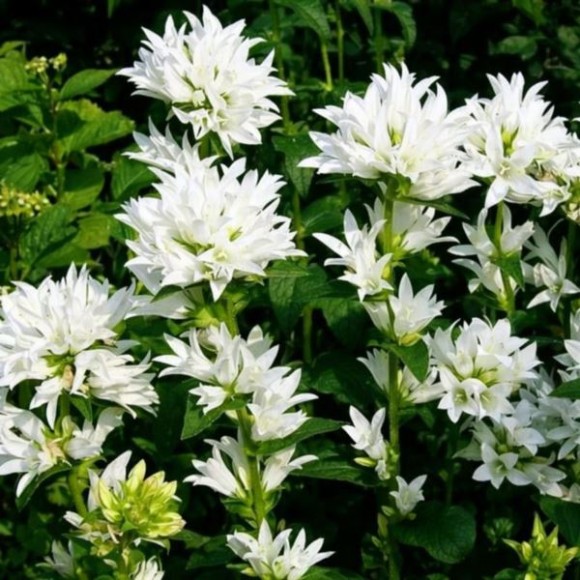 Campanula glomerata GENTI WHITE 'Allgentiw' PBR