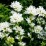 Campanula glomerata GENTI WHITE 'Allgentiw' PBR