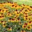 Echinacea 'Parrot'