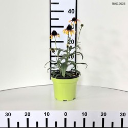 Echinacea 'Parrot'