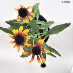 Echinacea 'Parrot'