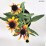 Echinacea 'Parrot'