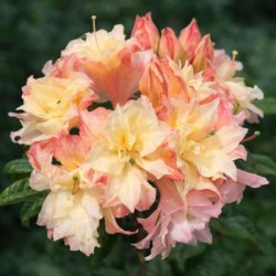 Rhododendron 'Cannon`s Double'