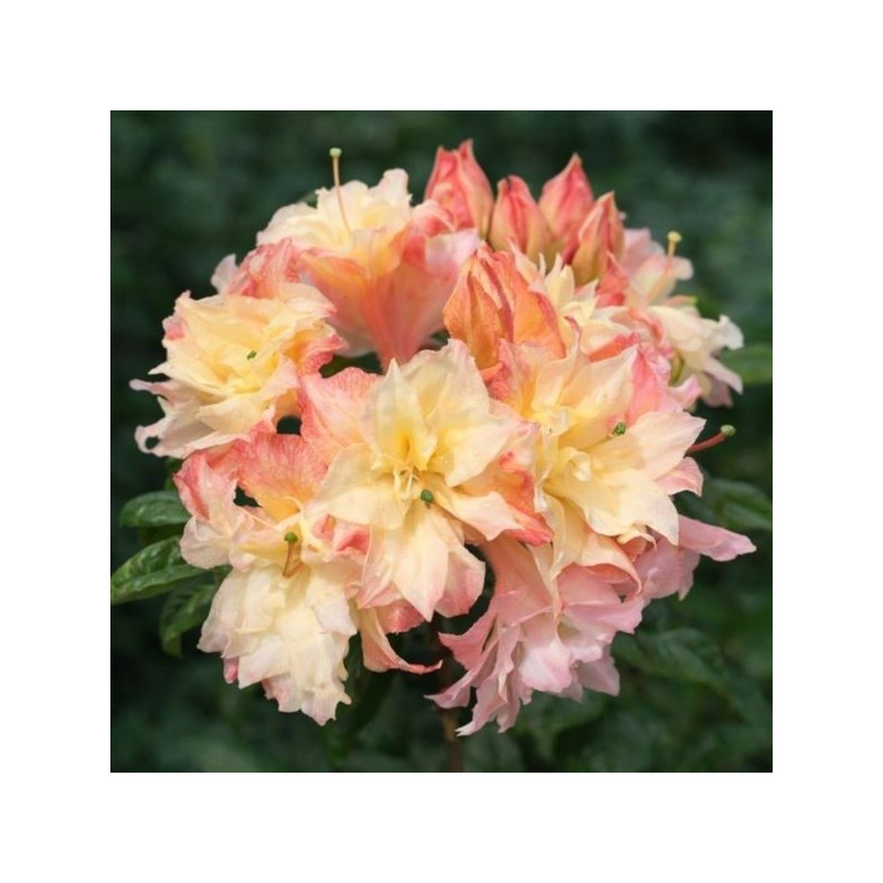 Rhododendron 'Cannon`s Double'