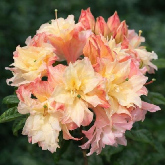 Rhododendron 'Cannon`s Double'