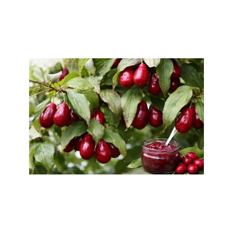 Cornus mas 'Dublany'