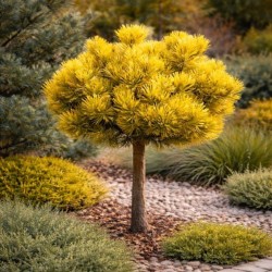 Pinus mugo 'Ophir'