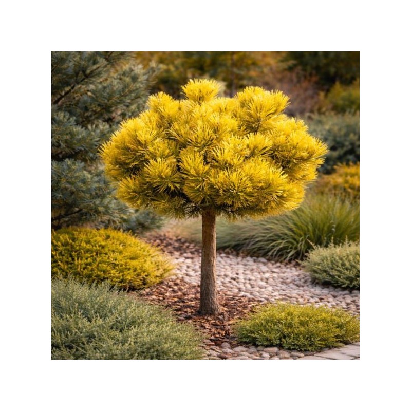 Pinus mugo 'Ophir'