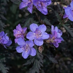 Geranium pratense 'Storm...