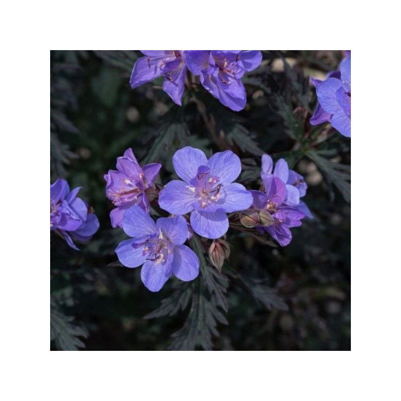 Geranium pratense 'Storm Cloud' PBR