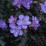 Geranium pratense 'Storm Cloud' PBR