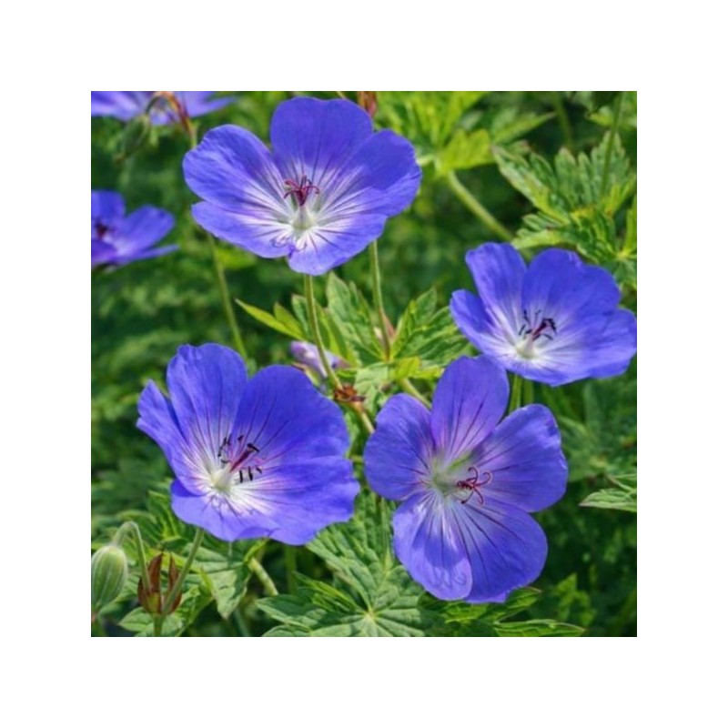 Geranium himalayense 'Johnsons Blue'