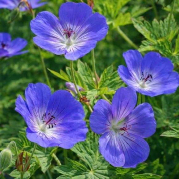 Geranium himalayense 'Johnsons Blue'