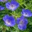 Geranium himalayense 'Johnsons Blue'