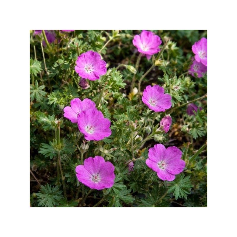 Geranium 'Tiny Monster'