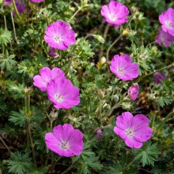 Geranium 'Tiny Monster'