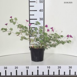 Geranium 'Tiny Monster'