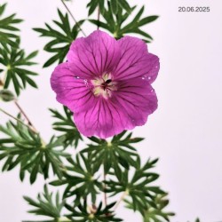 Geranium 'Tiny Monster'