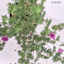 Geranium 'Tiny Monster'