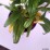 Echinacea 'Fountain Yellow'