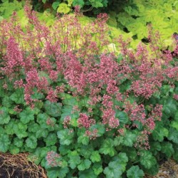 Heuchera LITTLE CUTIES...