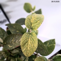 Viburnum lantana 'Aureovariegata'