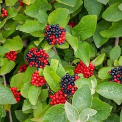 Viburnum lantana 'Aureovariegata'