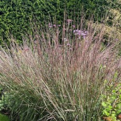 Schizachyrium scoparium 'Ha...