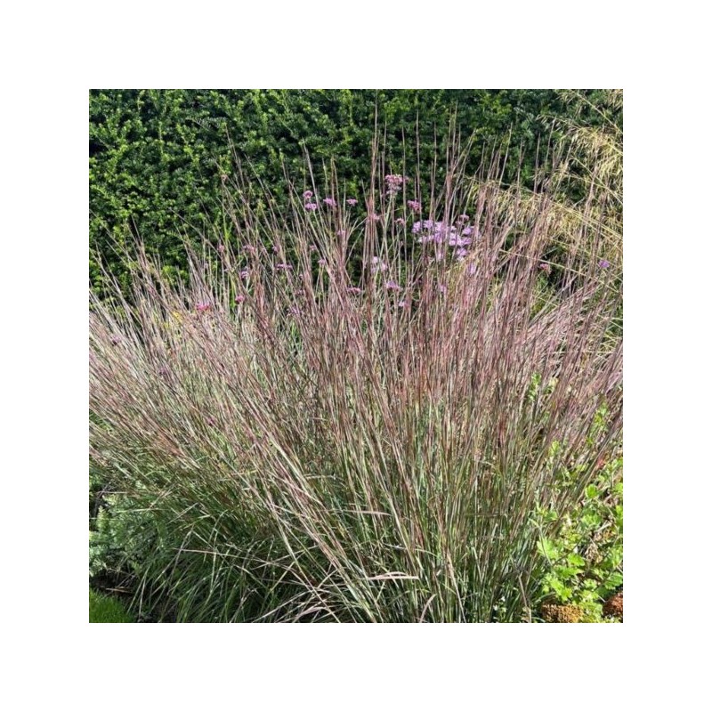 Schizachyrium scoparium 'Ha Ha Tonka' PBR