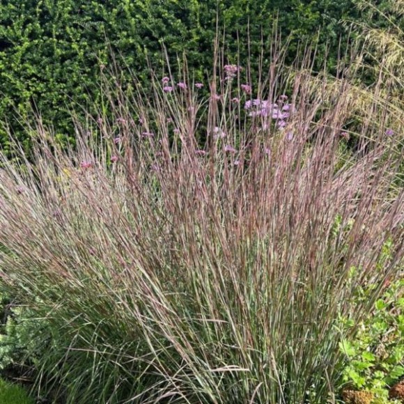 Schizachyrium scoparium 'Ha Ha Tonka' PBR