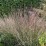 Schizachyrium scoparium 'Ha Ha Tonka' PBR