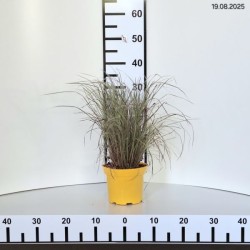 Schizachyrium scoparium 'Ha Ha Tonka' PBR