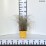 Schizachyrium scoparium 'Ha Ha Tonka' PBR