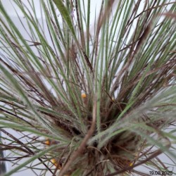 Schizachyrium scoparium 'Ha Ha Tonka' PBR