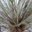 Schizachyrium scoparium 'Ha Ha Tonka' PBR